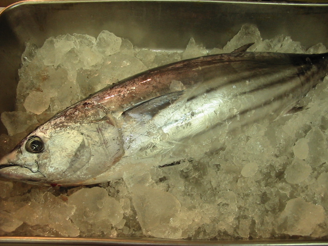 天然 カツオ